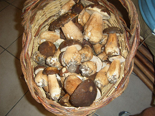 Funghi Porcini del Parco dei Nebrodi - tipica qualit raccolta